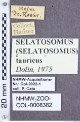 Etiketten zu Selatosomus tauricus (Dolin, 1975) (NHMW-ZOO-COL-0008382)